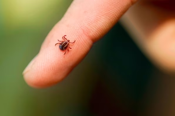 The 10-Minute Tick Check: After School, After Hikes, After Yardwork