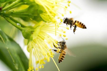 How to Know If My Child is Allergic to Bee Stings
