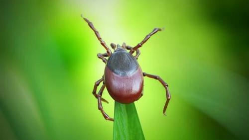 How to Avoid Lyme Disease in 2019: The Deer Tick Dilemma