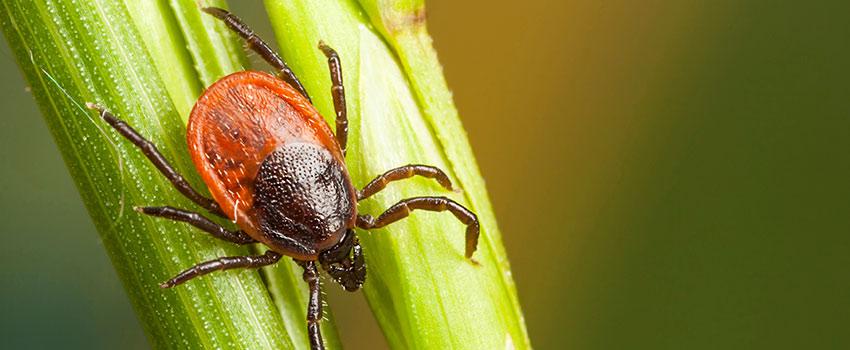 What Happens if I Don’t Notice a Tick Bite?