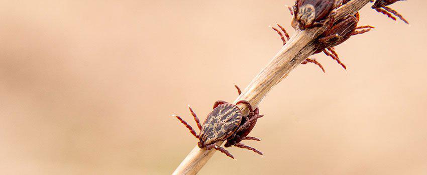 What Happens if I Don’t Notice a Tick on Me Right Away?