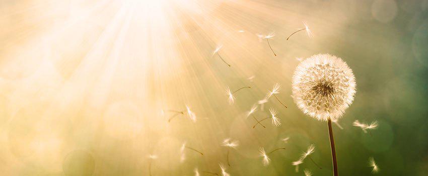 What’s the Most Common Seasonal Allergy?