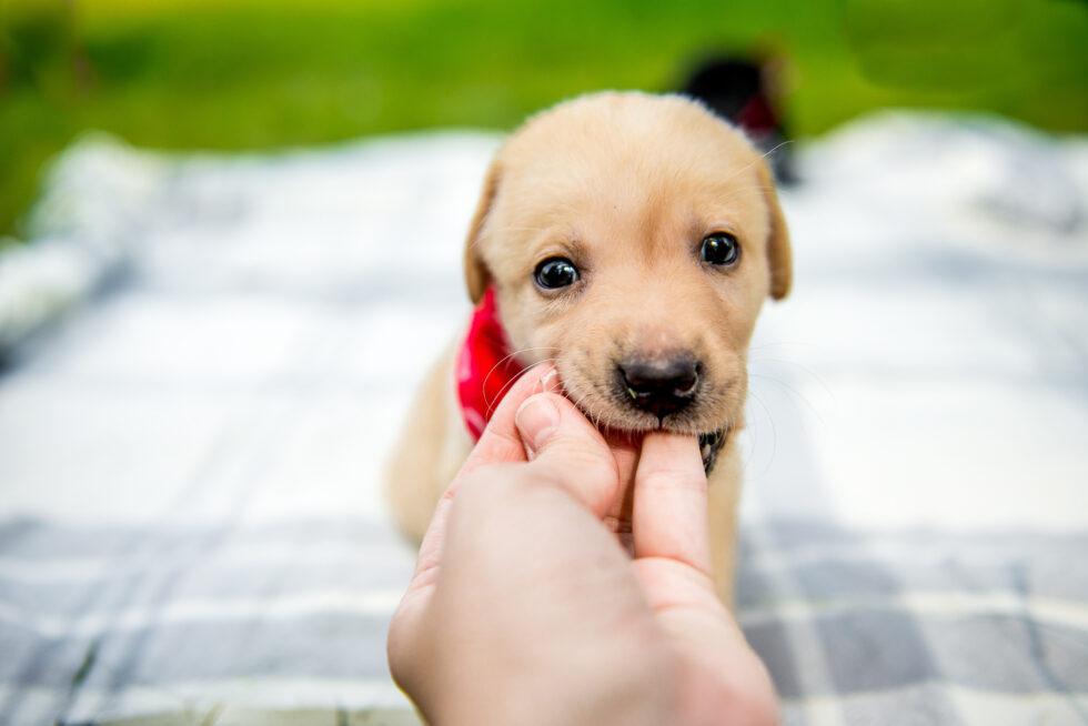 A small golden retriever puppy wearing a red bandana sits on a picnic blanket in a park and playfully chews on a person's left fingers during outdoor playtime.