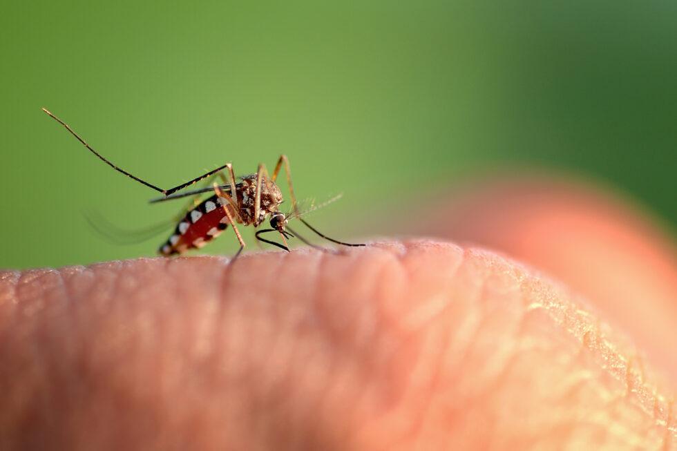 Why Does My Mosquito Bite Look So Swollen?