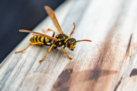 What To Do If My Child Is Allergic To Bee Stings; Angry Bee Season is Here!