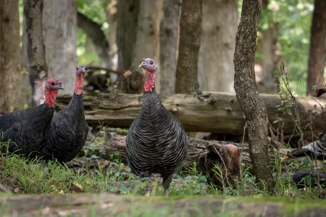 A flock of female turkeys walking around the forest.