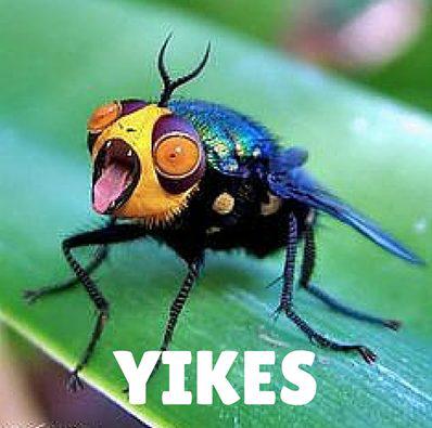Creepy Crawlies! How to Prevent Illness From Bug Bites