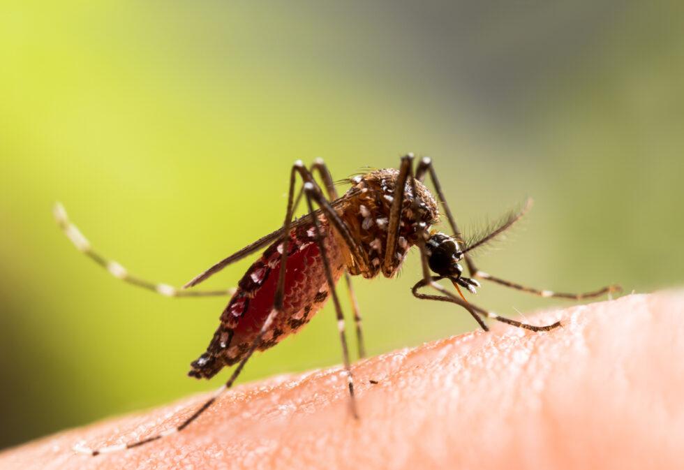 Could My Mosquito Bite Be Infected?
