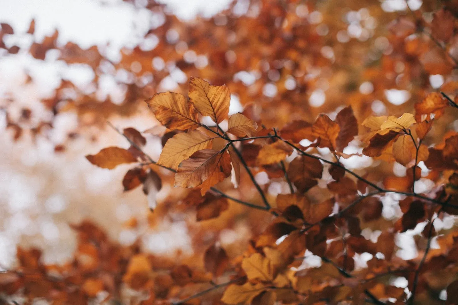 5 Tips and Tricks for a PNW Fall