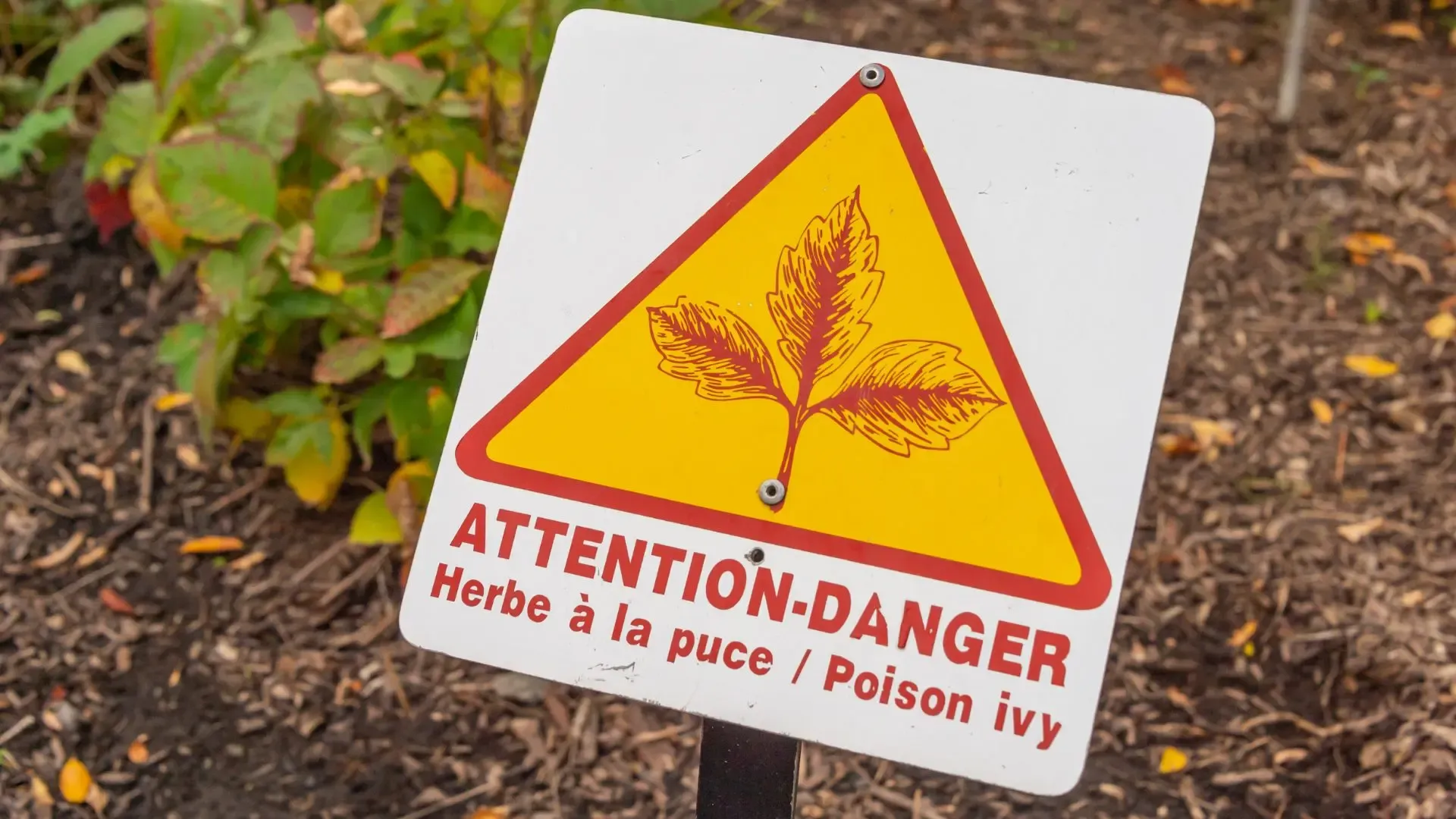 The Itch That Won't Quit: Understanding Poison Ivy Rash