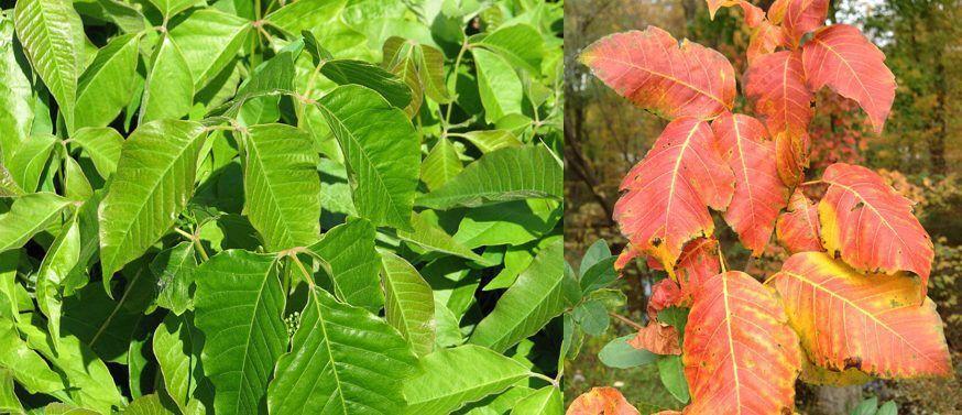 Avoiding rashes from Poison Ivy, Oak, and Sumac near Frazer, PA