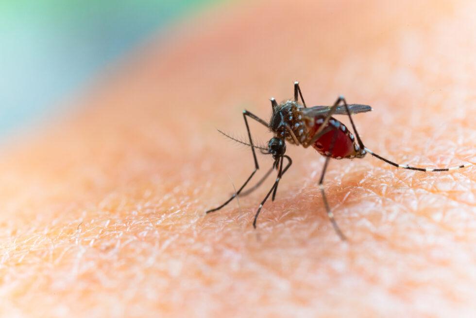 Why Is My Mosquito Bite So Red and Swollen?