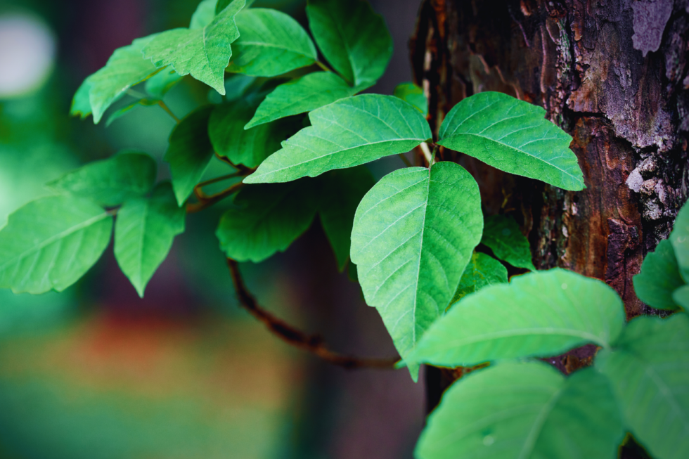 Rash After Hiking? Know the Difference Between Poison Oak, Ivy, and Sumac
