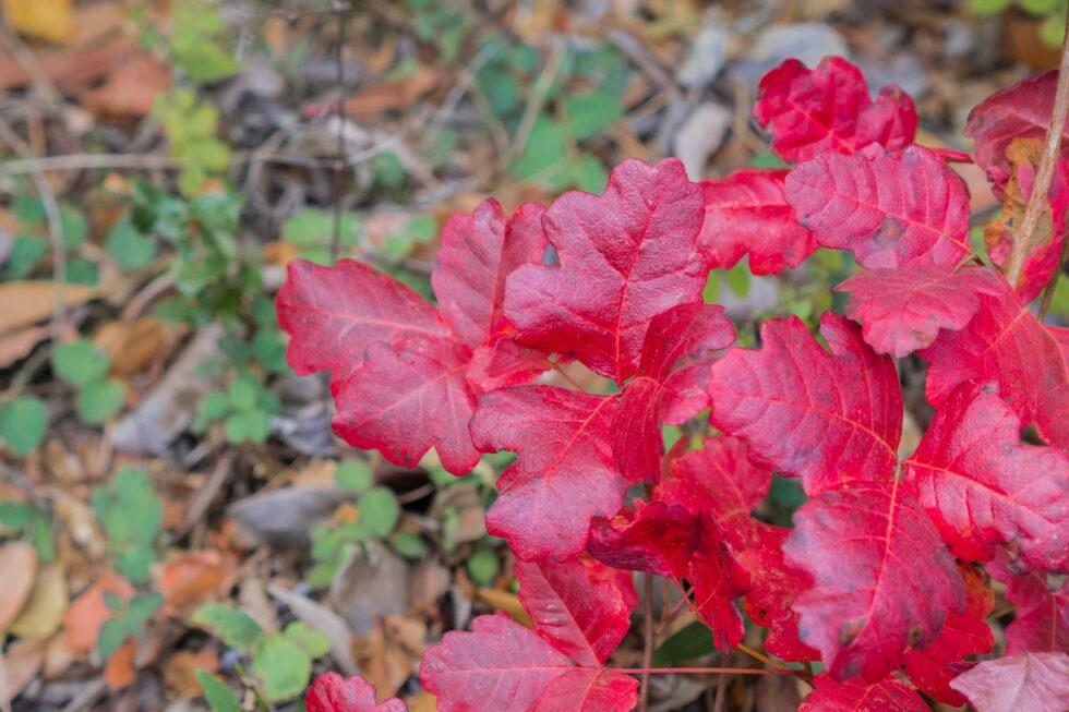 Rash After Hiking? Know the Difference Between Poison Oak, Ivy, and Sumac