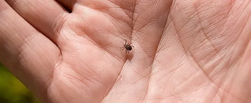 How Do You Know If You Have Lyme Disease?- AFC Urgent Care