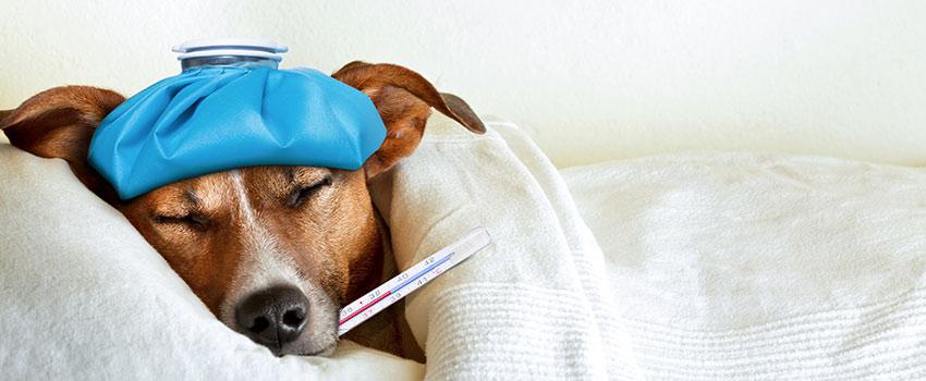 Can My Pet Get COVID-19?