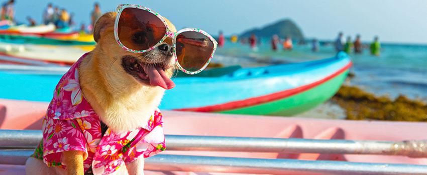 How Can I Stay Safe in the Summer Heat?