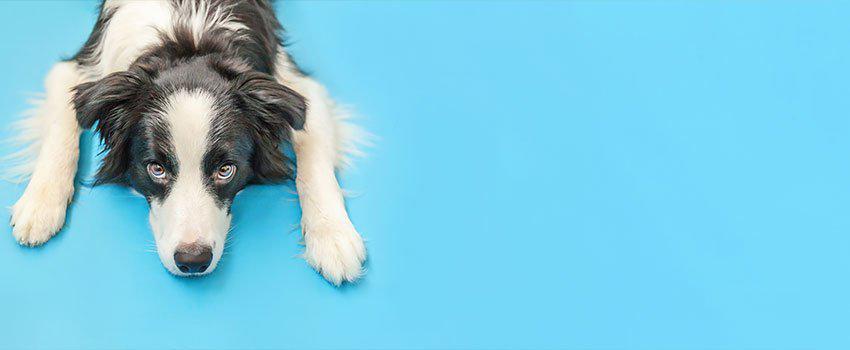 How Do I Treat an Animal Bite That Breaks the Skin?