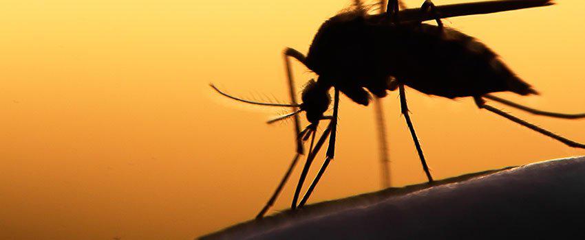 How Can I Know If a Bug Bite Is Infected? How Can I Know If a Bug Bite Is Infected?