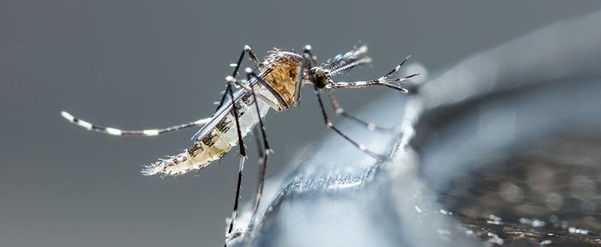 When Should I Be Concerned About a Bug Bite or Sting?