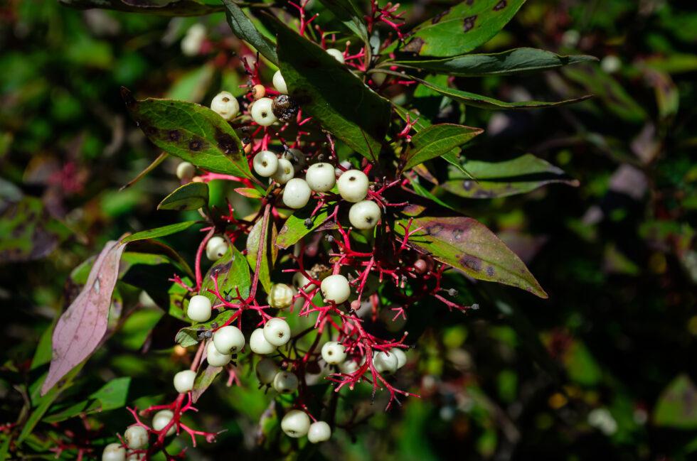 Rash After Hiking? Know the Difference Between Poison Oak, Ivy, and Sumac