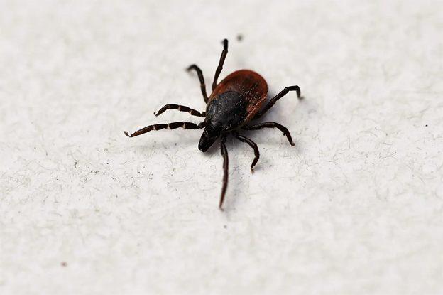 Ticks and Lyme Disease: What to know about them from AFC Urgent Care