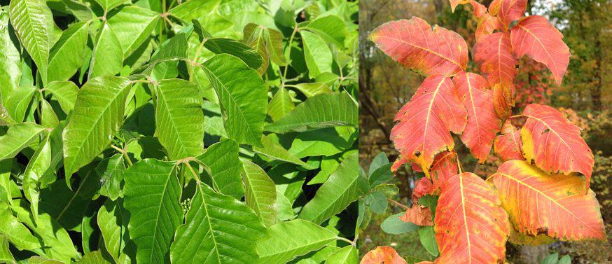 Avoiding rashes from Poison Ivy, Oak, and Sumac near Willow Grove, PA